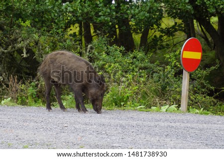 Wild boar on a dirt road.