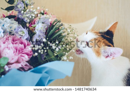 Bouquet of flowers close-up. Tricolor domestic cat bites flowers. Peonies, hydrangea and others. Soft focus.