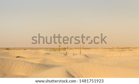 Endless dunes and sand of impressive Sahara desert, palm trees and soft sunset sky