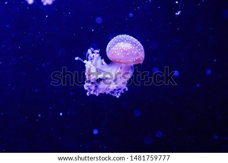 macro of a beautiful jellyfish phyllorhiza punctata close up