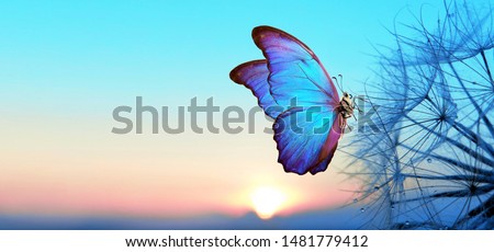 Natural pastel background. Morpho butterfly and dandelion. Seeds of a dandelion flower in droplets of dew on a background of sunrise. Soft focus. Copy spaces.                               Royalty-Free Stock Photo #1481779412