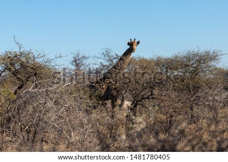 Giraffe in the bush, Namibia, Africa 