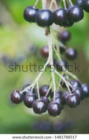 Bunches of black mountain ash on a green background in a summer garden.