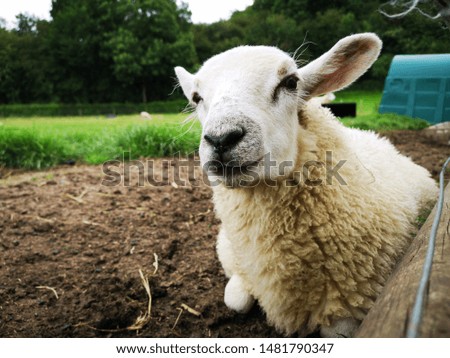 White fluffy sheep as part of a herd lying on the ground in a field