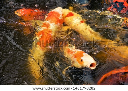  colorful koi fish begging for food in the cool clear pond                              