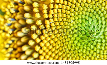 Drops of morning dew on an inflorescence of a blooming sunflower. Amazing macro. 16 to 9. Shallow depth of field. Daylight