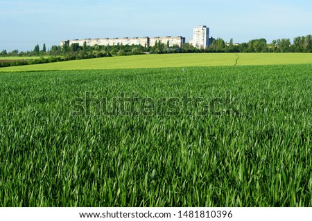 City town buildings seen behind blooming blossom summer spring field flowers plants. Royalty-Free Stock Photo #1481810396