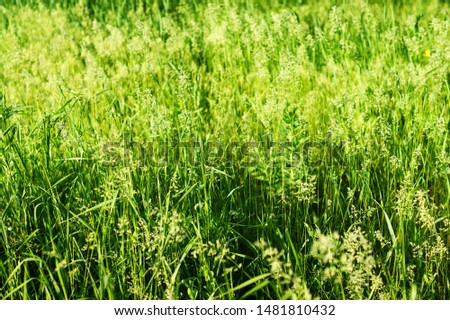 Young green wheat grows in a field. Rows with wheat sprouts
