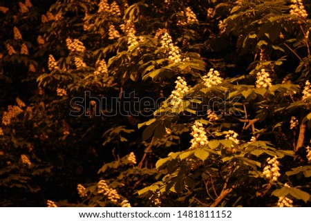 Branch chestnut closeup. White chestnut flowers photographed against the background of lush green leaves. Royalty-Free Stock Photo #1481811152