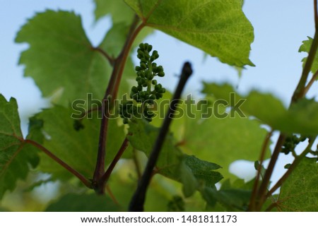 Young leaves of grapes in sunlight at sunset. Young inflorescence of grapes on the vine close-up. Grape vine with young leaves and buds blooming on a grape vine in the vineyard. Royalty-Free Stock Photo #1481811173