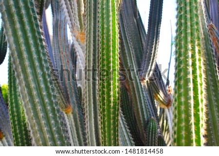 Texture of cactus plants. Background and illustration.