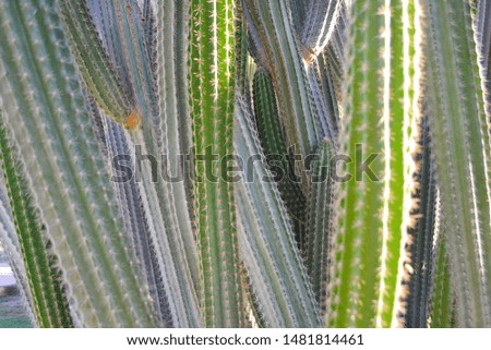 Texture of cactus plants. Background and illustration.