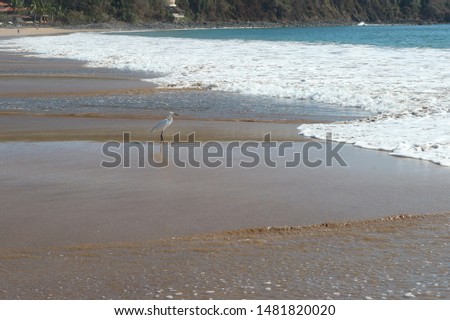 Heron in the water on a Mexican beach