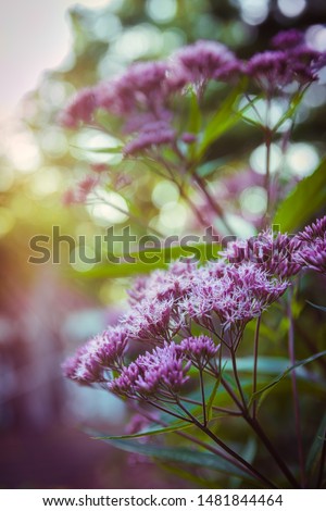 When the beautiful light shine among the gorgeous purple flowers, there goes the photo