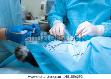 Dog sterilization surgery. Surgeons at work in vet clinic.