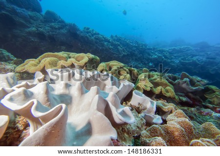 Hard coral and diver