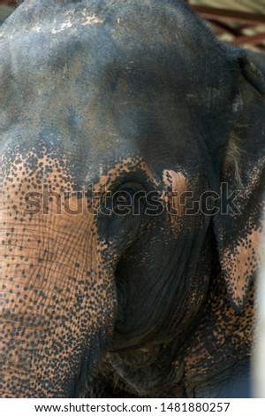 Closeup of  Thailand elephant eye and skin texture
