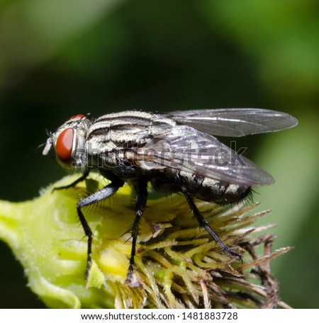 Small fly on the flower. Royalty-Free Stock Photo #1481883728