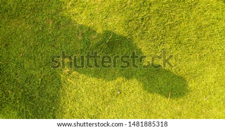 Green grass on the surface there is kid shadow. It is suitable for background and art inspiration.
