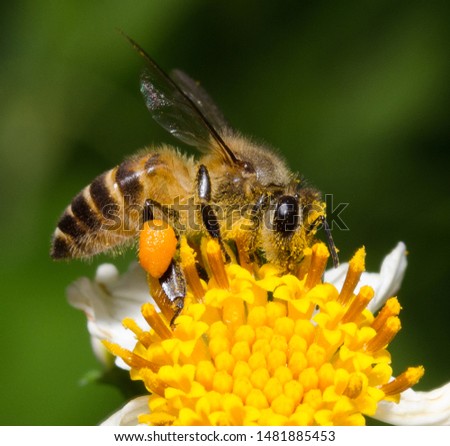 Small bee and pollen flower. Royalty-Free Stock Photo #1481885453