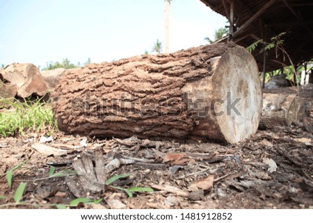 logged wood in cutting wood factory 