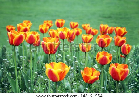 Lots of colorful tulips on a green meadow as background 