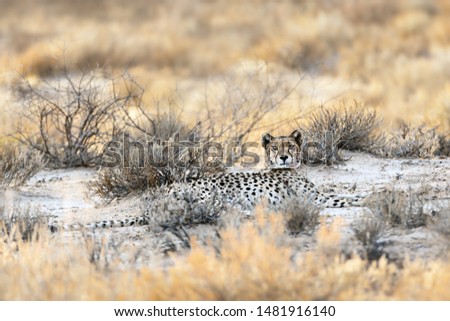 Female cheetah resting flat in the grass of the Kgalagadi during the morning after a hunt, looking straight at the camera. Acinonyx jubatus,