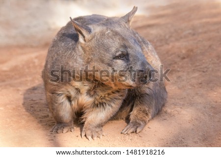 Southern Hairy-nose Wombat of 
Southern Australia