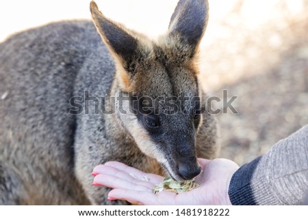 Hand feeding Kangaroo with special grain food