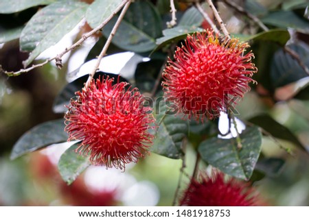 Rambutan is a sweet fruit native to Southeast Asia, but it is found in tropical countries including Costa Rica, where it is known as Chinese mammon.It is a highly commercial fruit for its rich flavor. Royalty-Free Stock Photo #1481918753