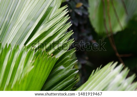 close-up striped green palm leaves abstract tropical background.