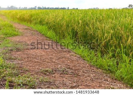 Close-up, low-angle view, rice fields, mounds, which have rice fields growing along with weed grass commonly seen in Thai rural areas.