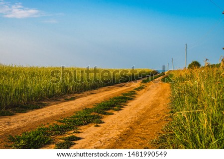 dirt country road running along a cereal field. Sunny landscape.