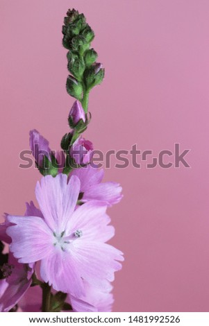 Delicate lilac flowers on a pink background. Template for greeting card.