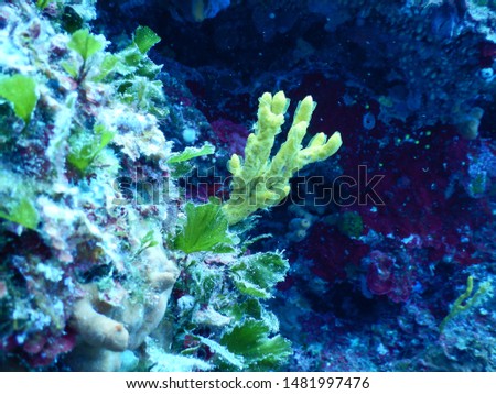 Focus on golden soft coral in Adriatic Sea