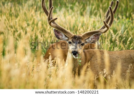 Close up of large male mule deer grazing on grass
