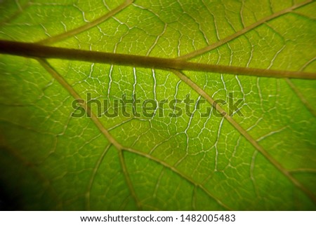      structure of a green leaf close up                          