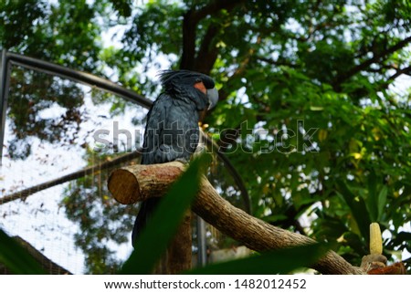 Black Indonesian Parrots standing on the branch of the tree.