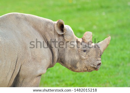 Rhino in the Zoo - stock image