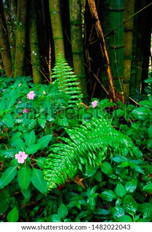 Puerto Rico, El Yunque National Forest, ferns, impatiens, and bamboo
