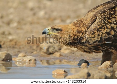 Tawny Eagle - Wild Raptors from Namibia, Africa - A portrait of power, pride and color.  This eagle drinks water in order to quench its thirst.