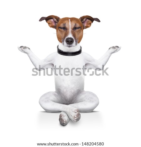 yoga dog sitting relaxed with closed eyes Royalty-Free Stock Photo #148204580