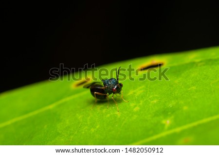 Photography of tiny insects and bugs / Macro Photography / Interesting hobby for photographers who are into 1 to 1 magnifications of extreme closeup objects of tiny organism like insects and bugs
