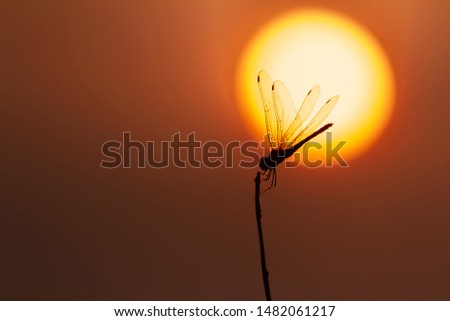 Silhouette of Dragonfly on branch in the sunset time background. 