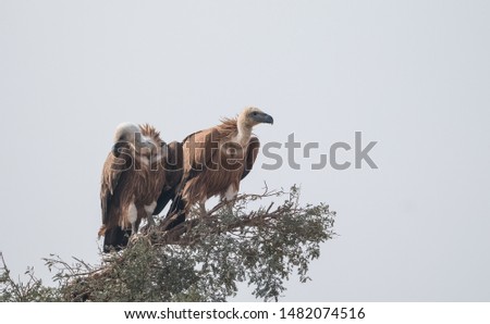 Eurasian Griffon Vultures sitting at the top of tree
