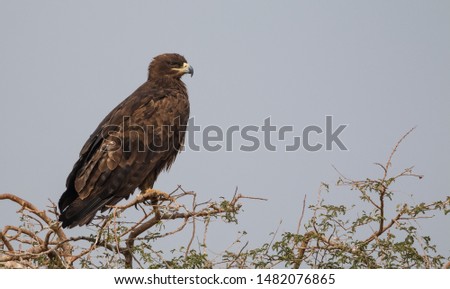 Steppe Eagle sitting at the top of tree
