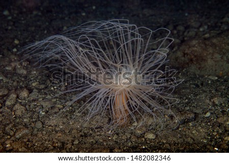 Sea anemones are a group of marine, predatory animals of the order Actiniaria
