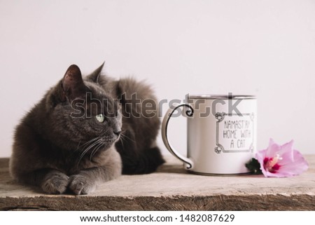Still life of gray cat, purple flower and a Cup of tea on a wooden table. Still life with tea cup