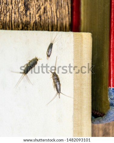 Insect feeding on paper - silverfish, thermobia. Pest books and newspapers.