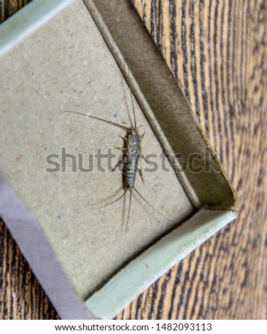 Insect feeding on paper - silverfish. Pest books and newspapers. silverfish in a matchbox.